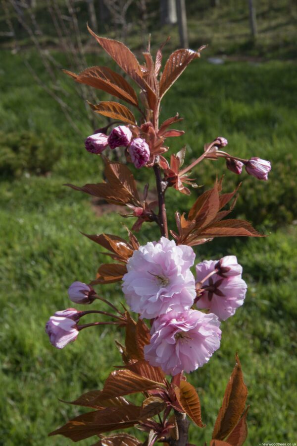 Prunus serrulata Kanzan Flower 3