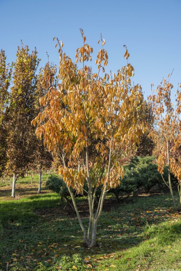 Prunus serrulata Kanzan 3 1 1663x2491 1