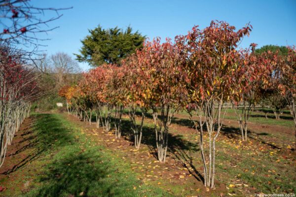Prunus serrulata ‘Pink Perfection 2 1500x1001 1