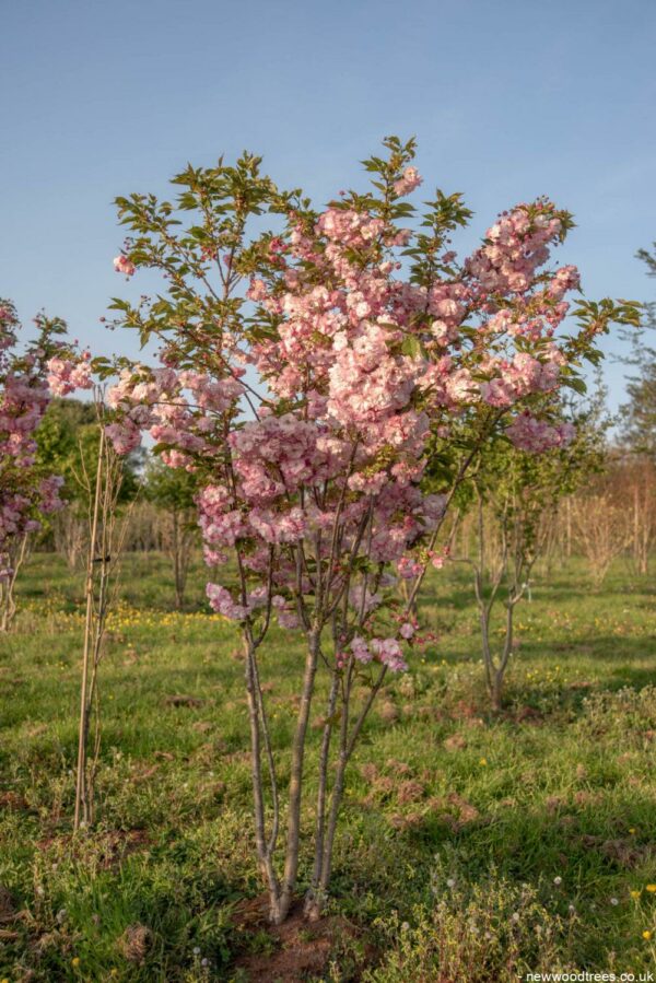 Prunus serrulata ‘Pink Perfection 6 1001x1500 1