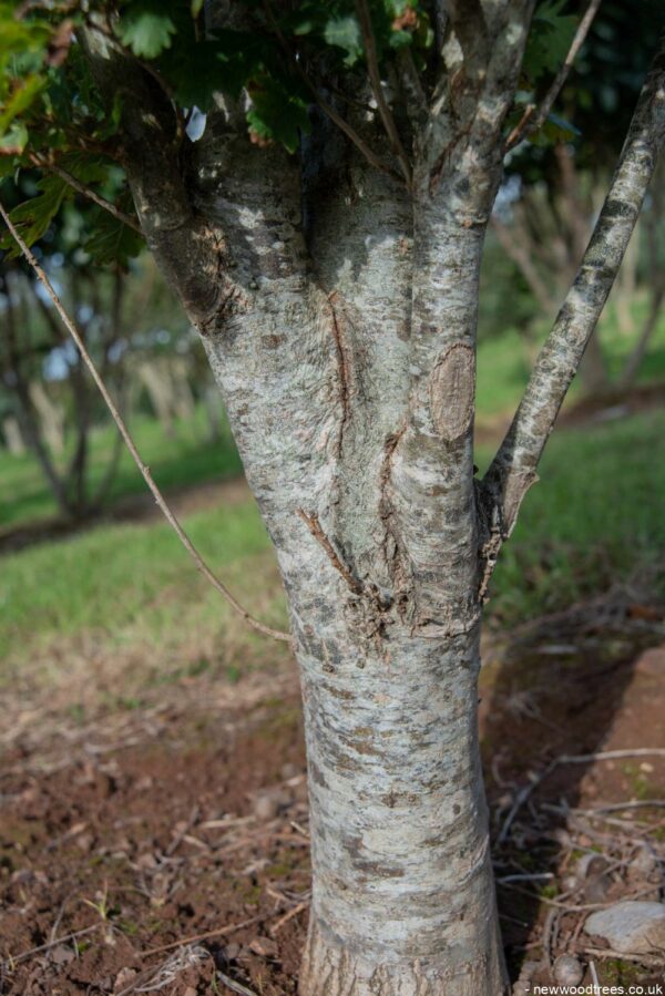 Quercus robur ‘Fastigiata Koster 1001x1500 1