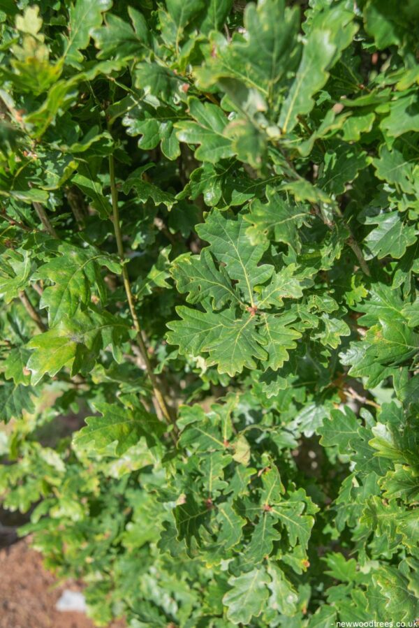 Quercus robur ‘Fastigiata Koster 2 1001x1500 1