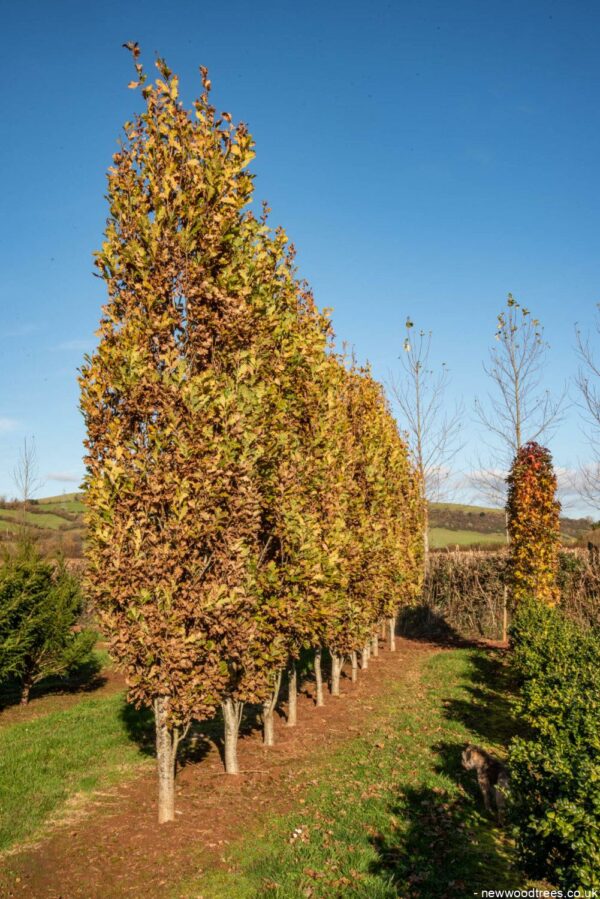 Quercus robur ‘Fastigiata Koster 3 1001x1500 1
