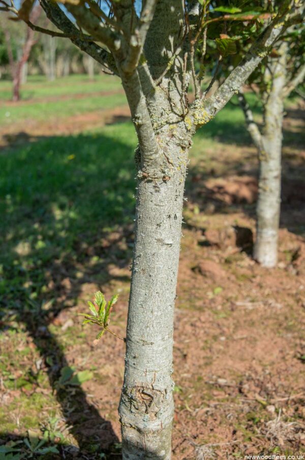 Quercus x warei ‘Regal Prince 996x1500 1
