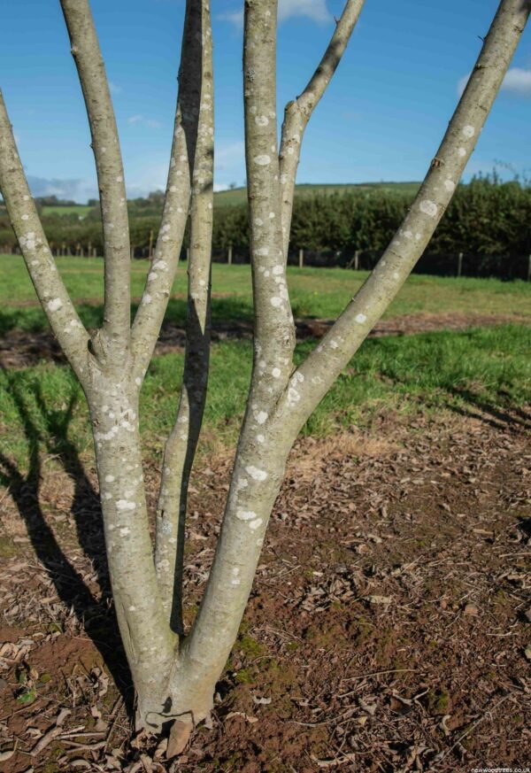 Salix caprea Bark scaled