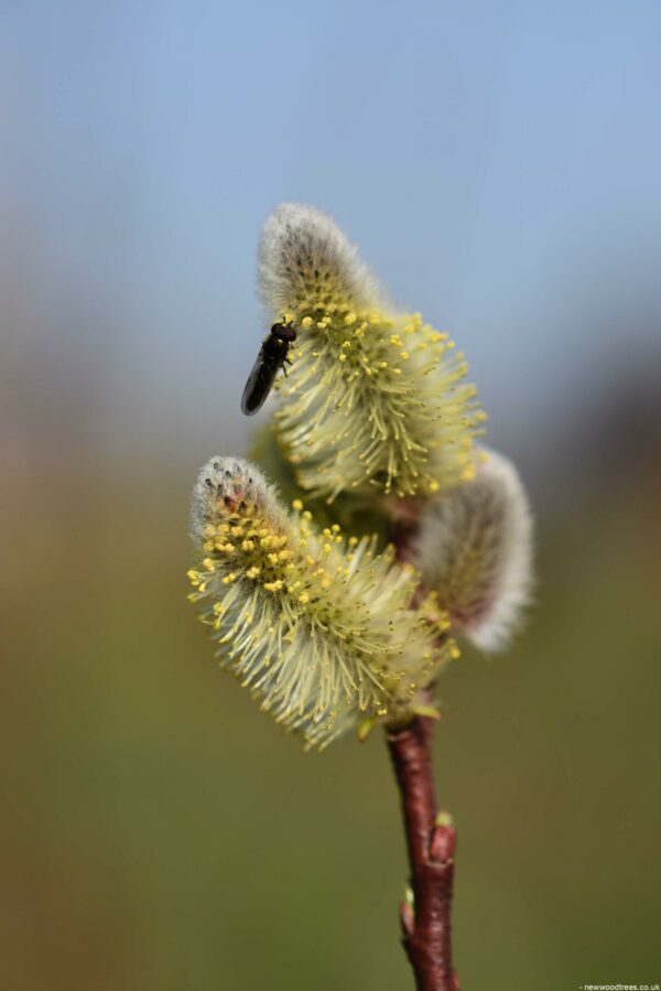 Salix caprea Flower scaled