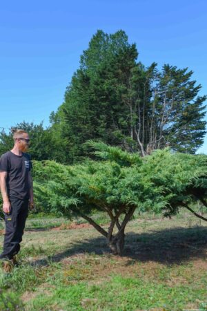 Juniperus virginiana ‘Hetzii