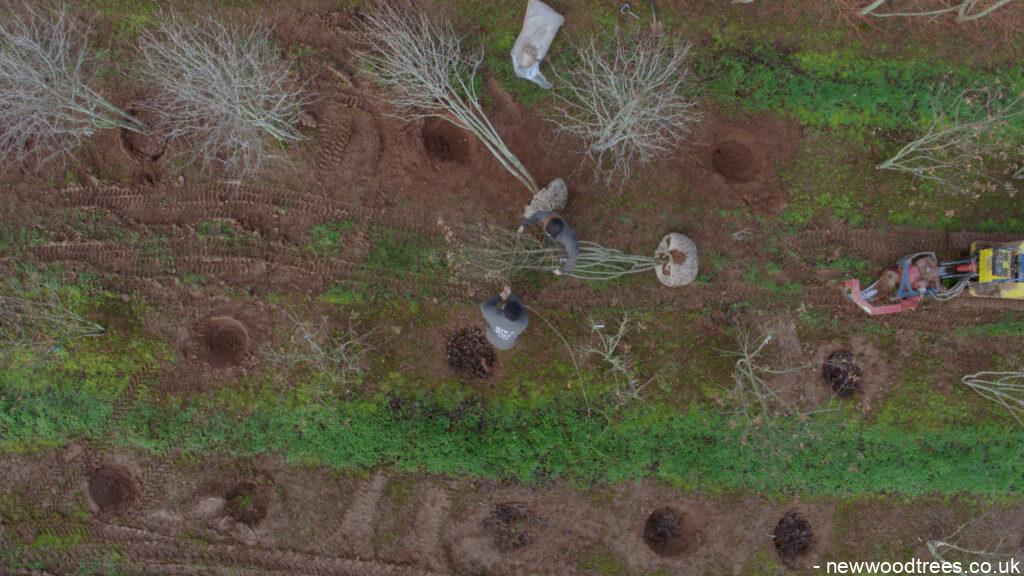 Aerial shot of the team transplanting trees at New Wood Trees