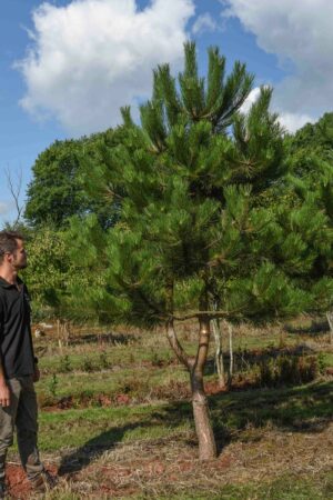 Pinus nigra Austrian Pine scaled