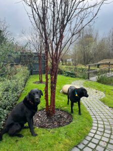 New Wood Trees Branklyn review