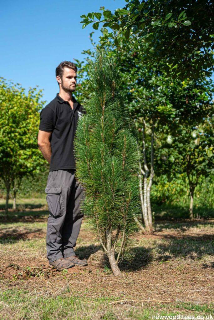 Fastigate Black Pine