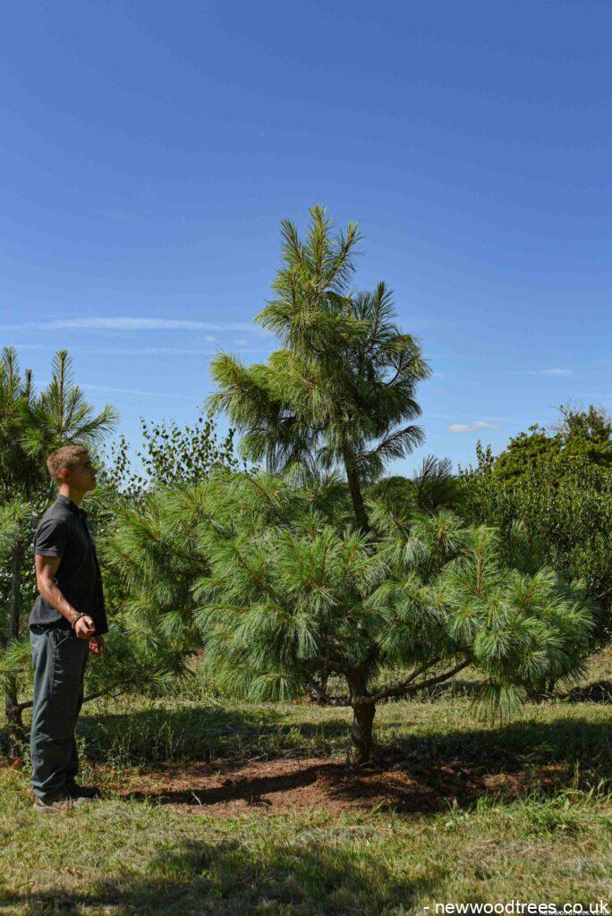 Pinus wallichiana 2