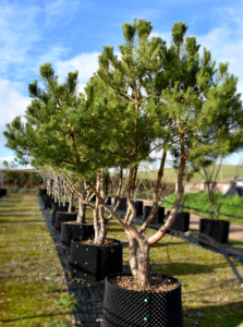 peat free container grown trees